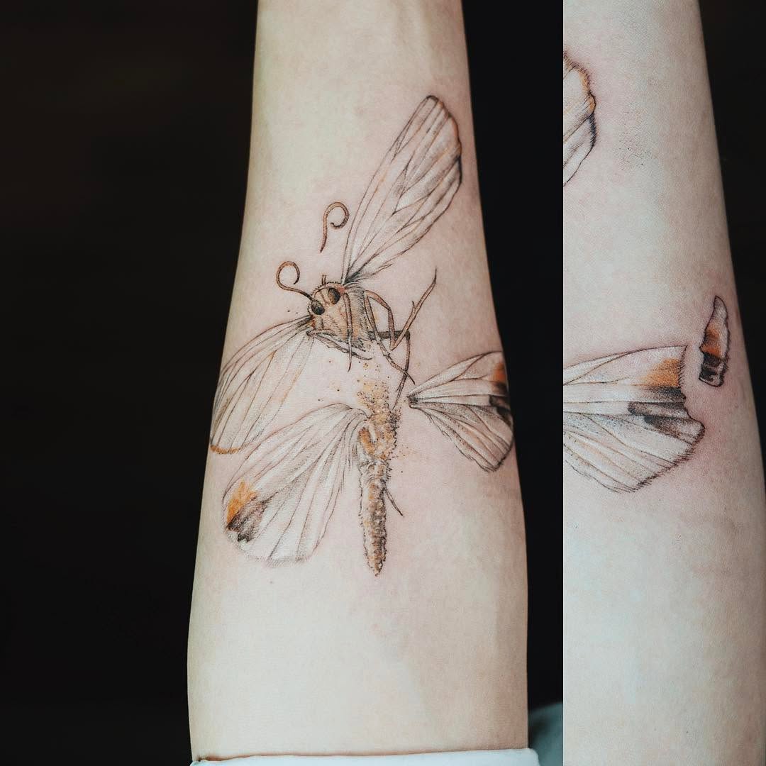 Animal, Nature, 잠자리