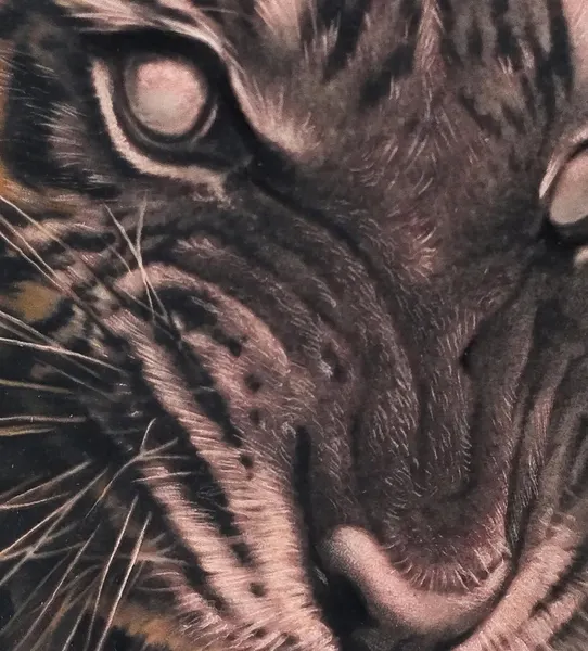 Tiger, 한국 호랑이, 중국 호랑이