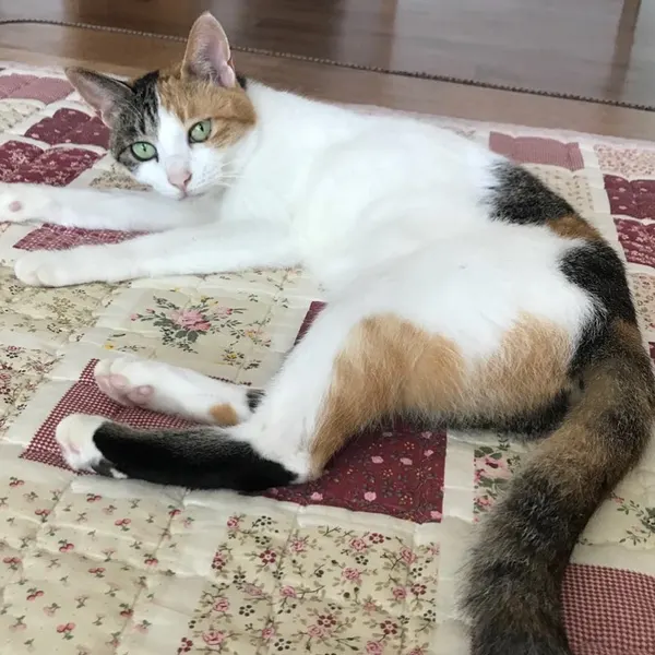 마네키네코