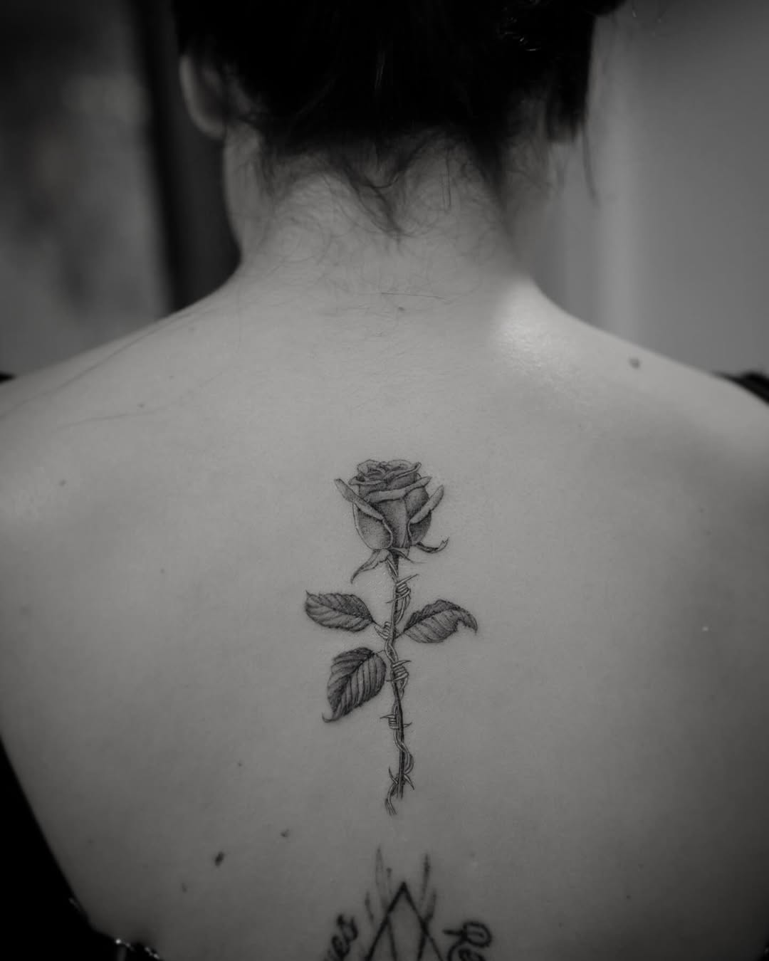 Flower, Rose, Nature