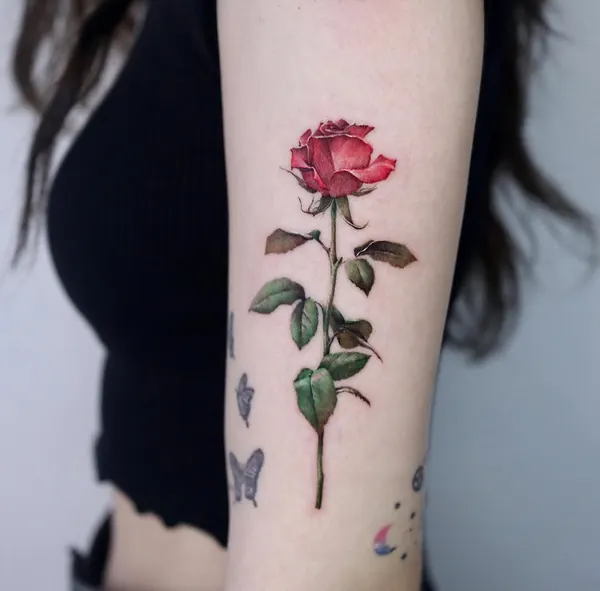 Flower, Rose, Nature