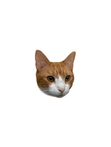 텐구, 함사, 고양이, 마네키네코, 여우 가면, 반려동물