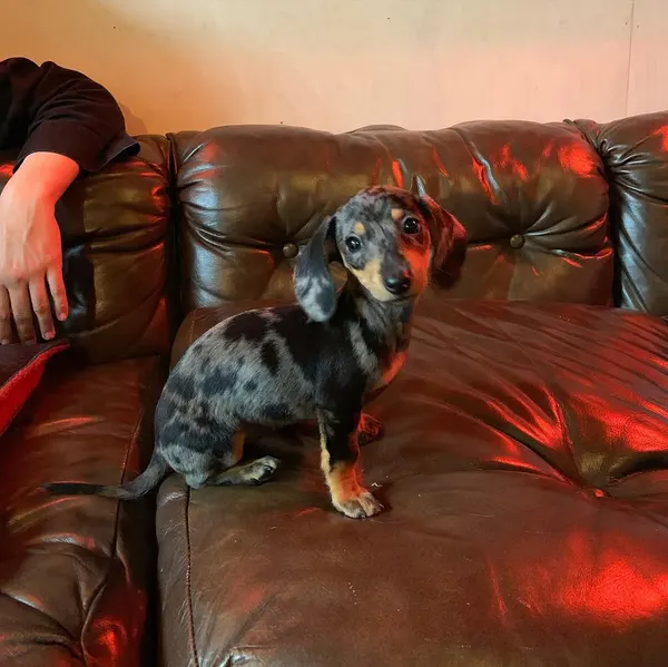 rempetattoo