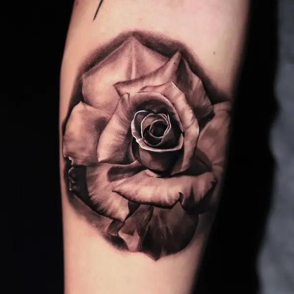 Flower, Rose