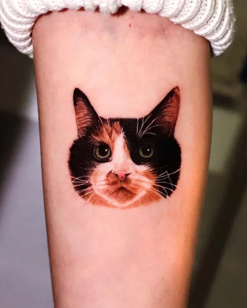 고양이