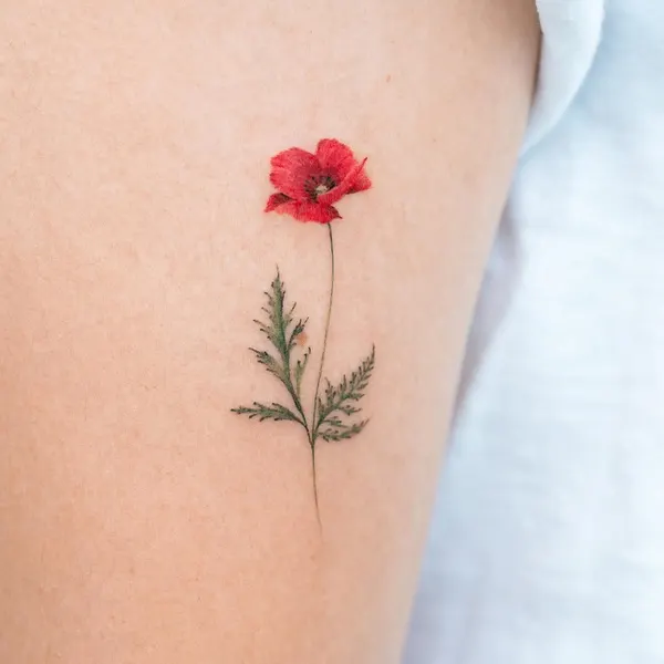Flower, 양귀비, Rose