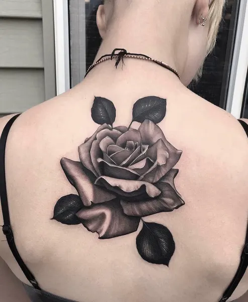 Flower, Rose, Nature