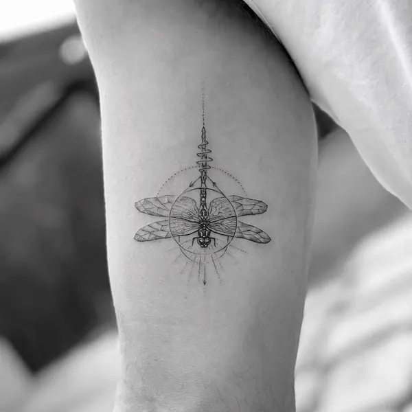 Animal, Nature, 잠자리