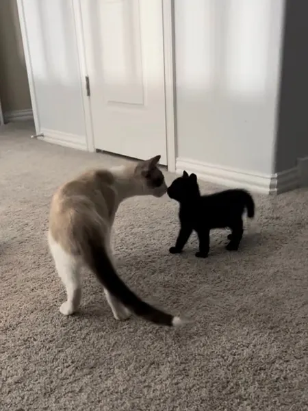 Animal