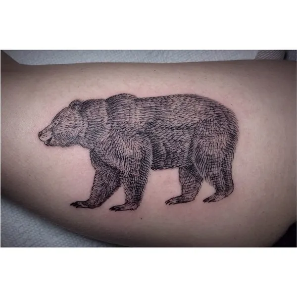 Animal, 곰, 멧돼지, 코끼리, 코알라