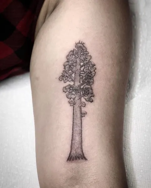 Nature, 숲, 나무, 소나무, 야자수