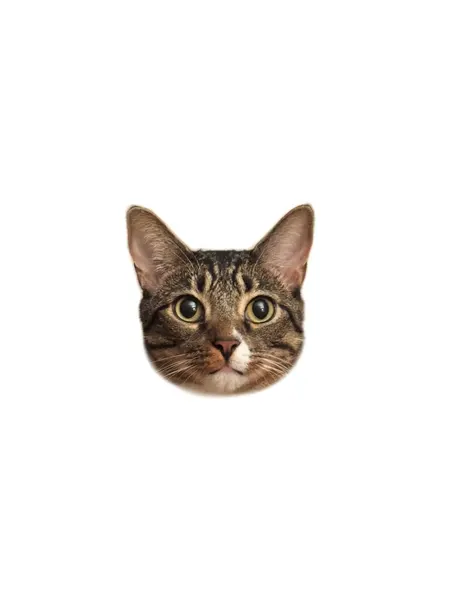 텐구, 함사, 고양이, 마네키네코, 여우 가면, 반려동물