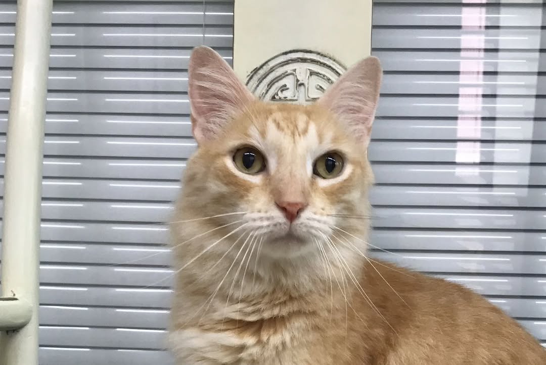 Animal, 여우 가면