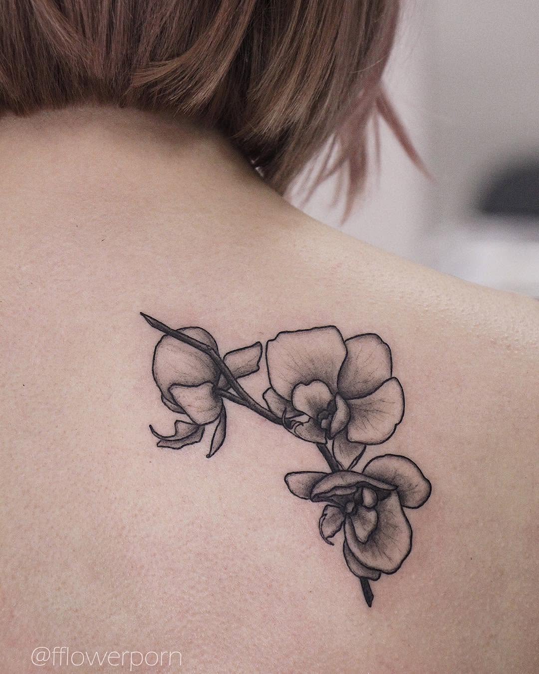 Flower, Nature, Rose