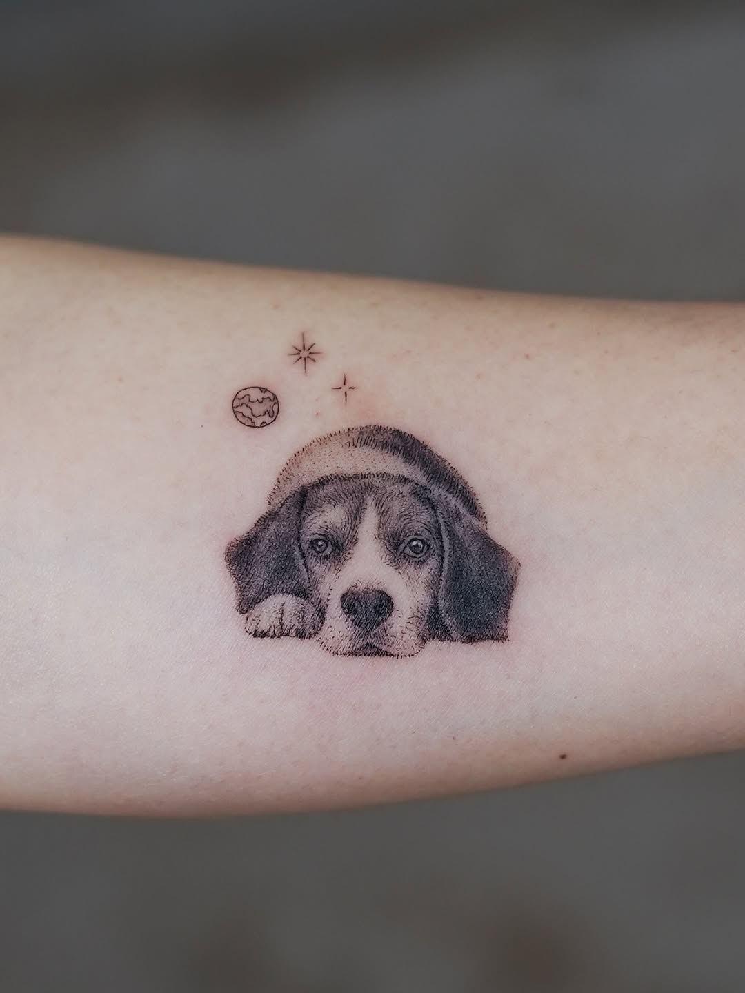 Animal, 판다