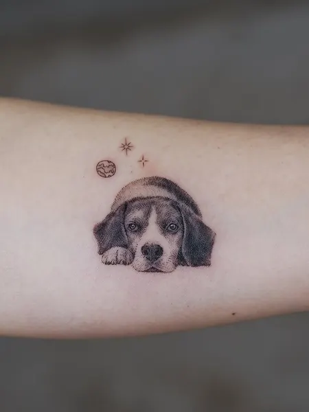 Animal, 판다