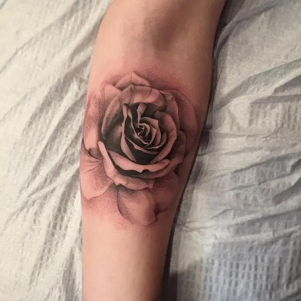 Rose, Flower