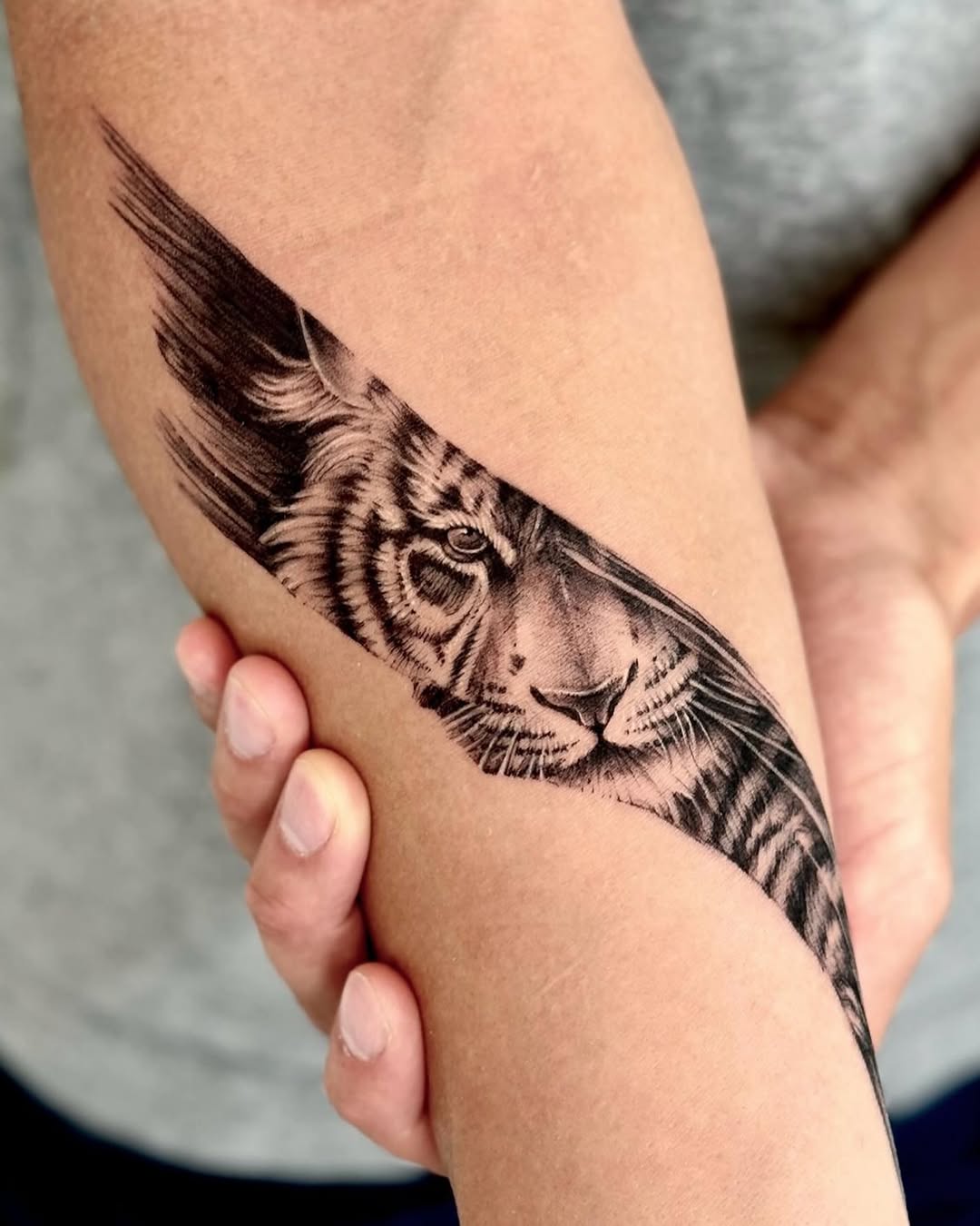 Tiger, 중국 호랑이, Animal