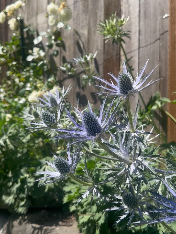 plantsnpokes