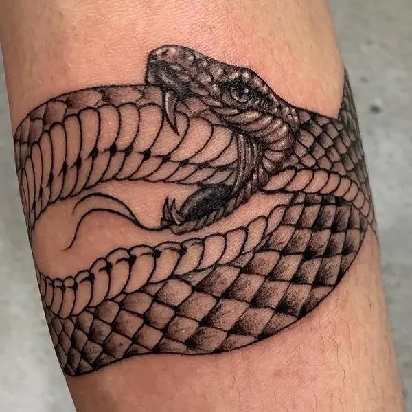 Animal, 거미