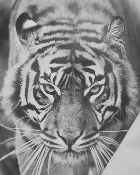 Tiger, 중국 호랑이