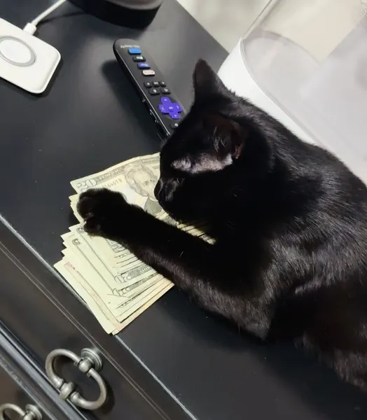jozzycamacho