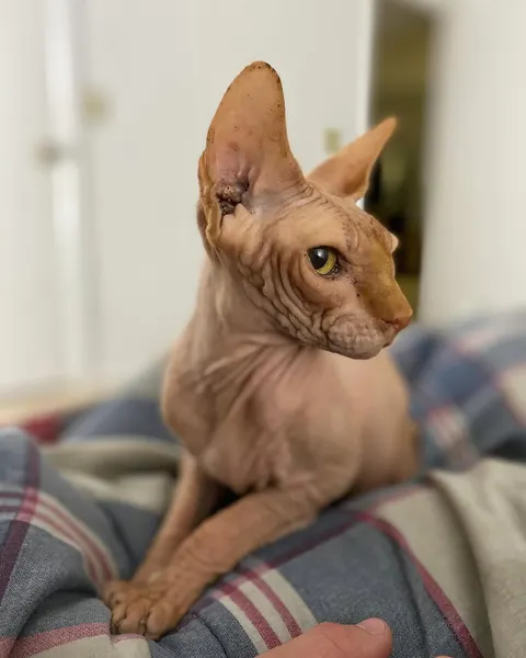 Animal