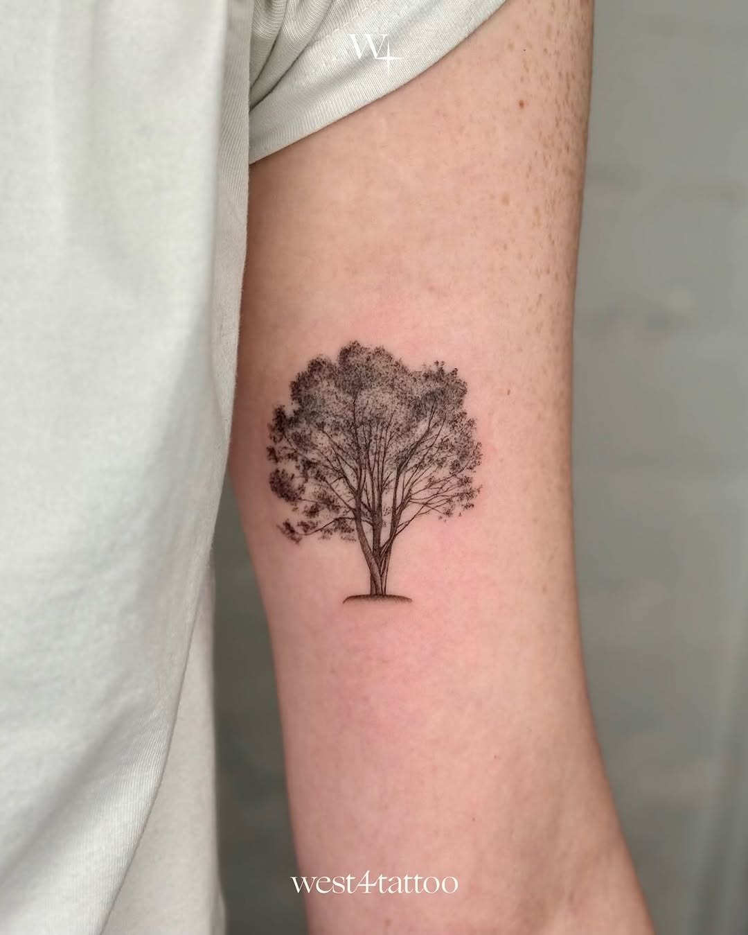 뿌리, Nature, 숲, 나무, 덩굴, 소나무, 야자수, 나뭇가지, 카네이션, 올리브 가지, 지혜, 대나무, 은행잎, 오너멘탈