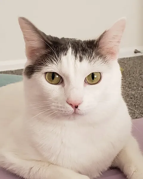 고양이