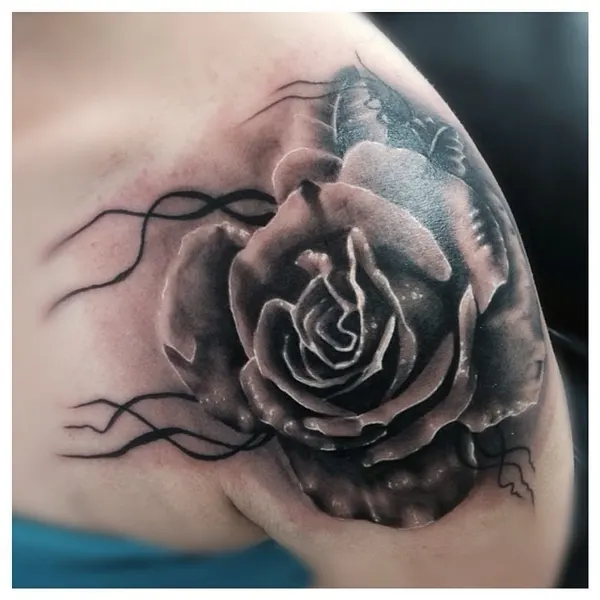 Flower, Rose, Nature