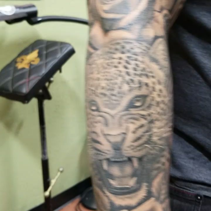 Animal, Tiger, 제우스