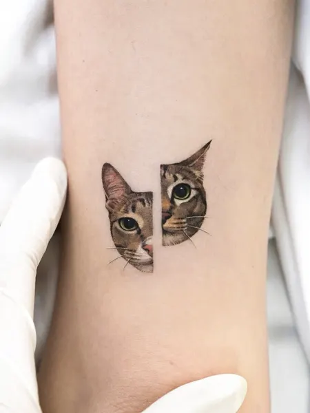 고양이
