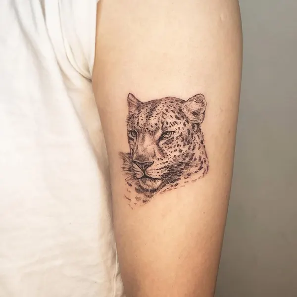 Animal, 치타, 표범, 재규어, 사자자리, 팬서, 여우 가면