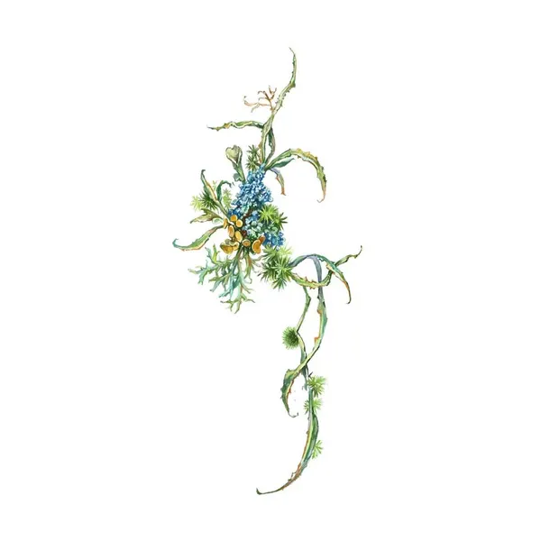 Flower, Nature