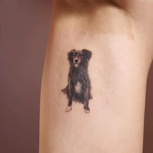 곰, 코알라