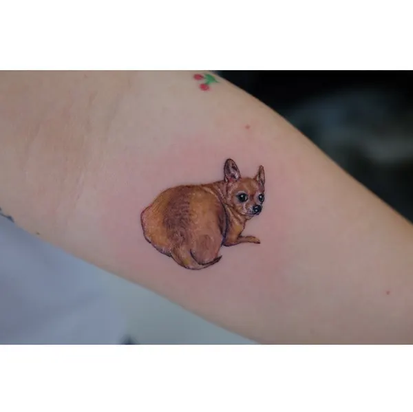 Animal