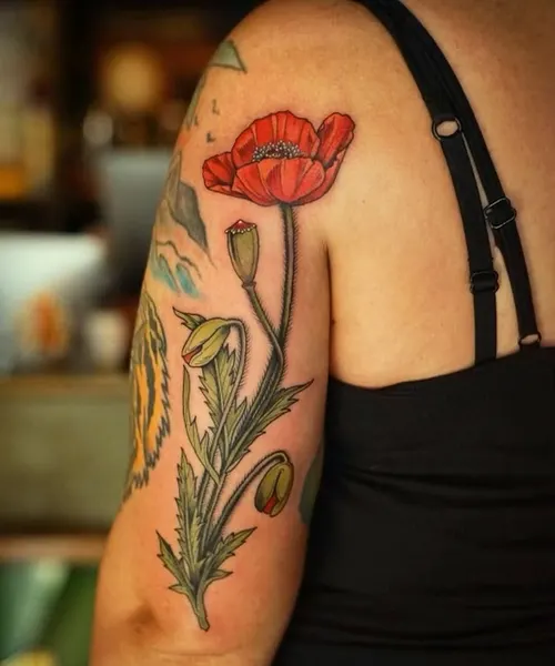 Flower, Rose, 양귀비