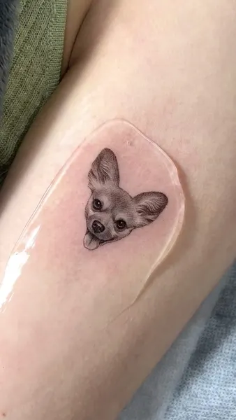 너구리, 다람쥐, 코알라, 나무늘보