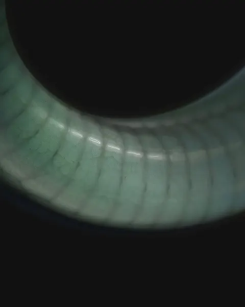 Animal, Snake