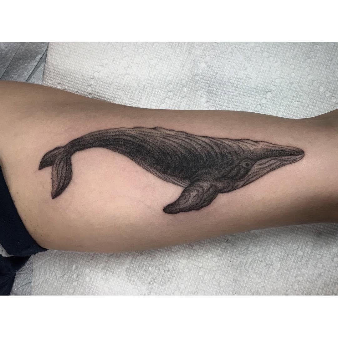 Nature, 상어, 고래, 돌고래, Animal