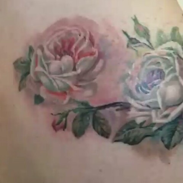 Flower, Rose, Nature