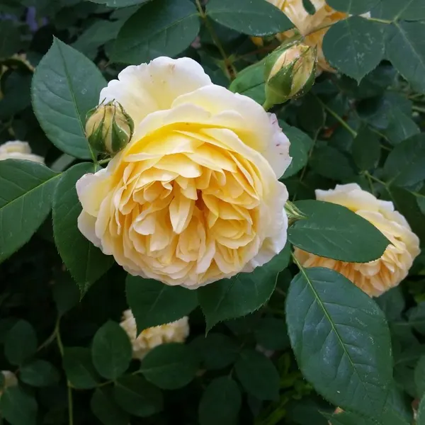 Flower, Nature, Rose