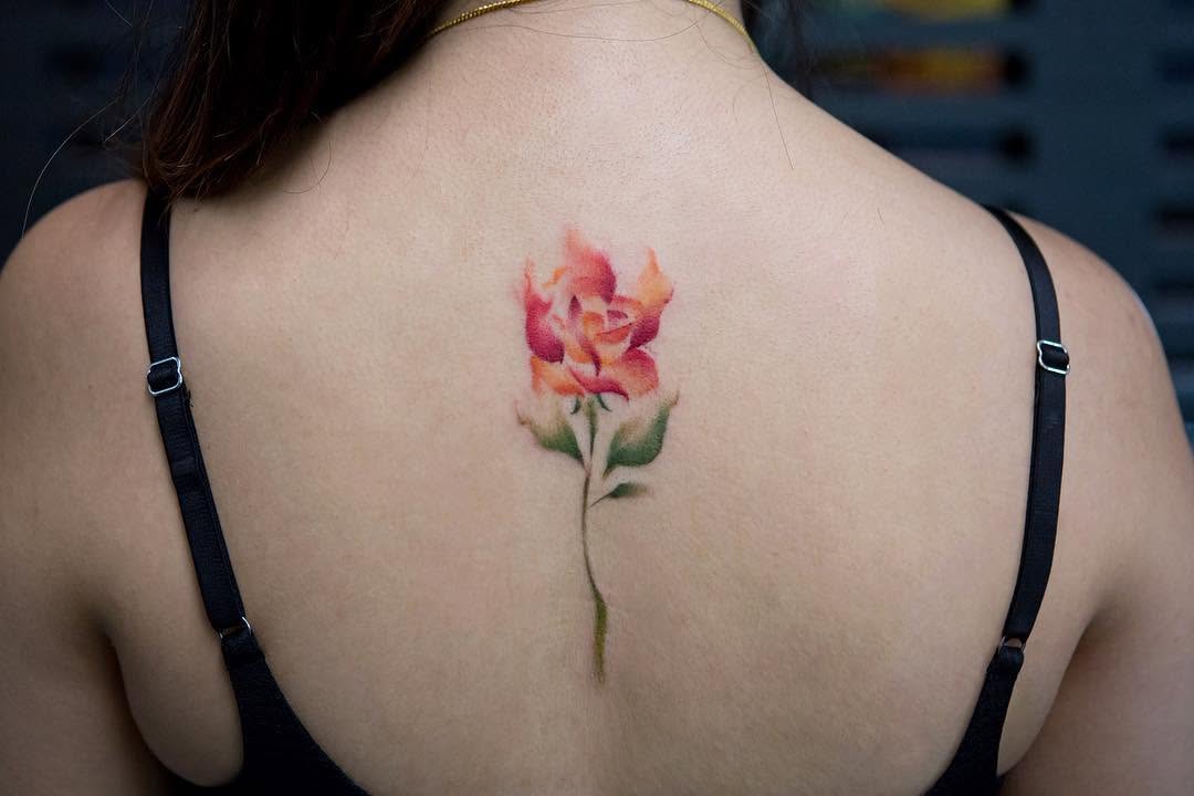 모란, Flower, Rose, Nature, 튤립
