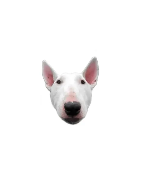 돼지, 함사, 강아지, 반려동물, Animal, 텐구