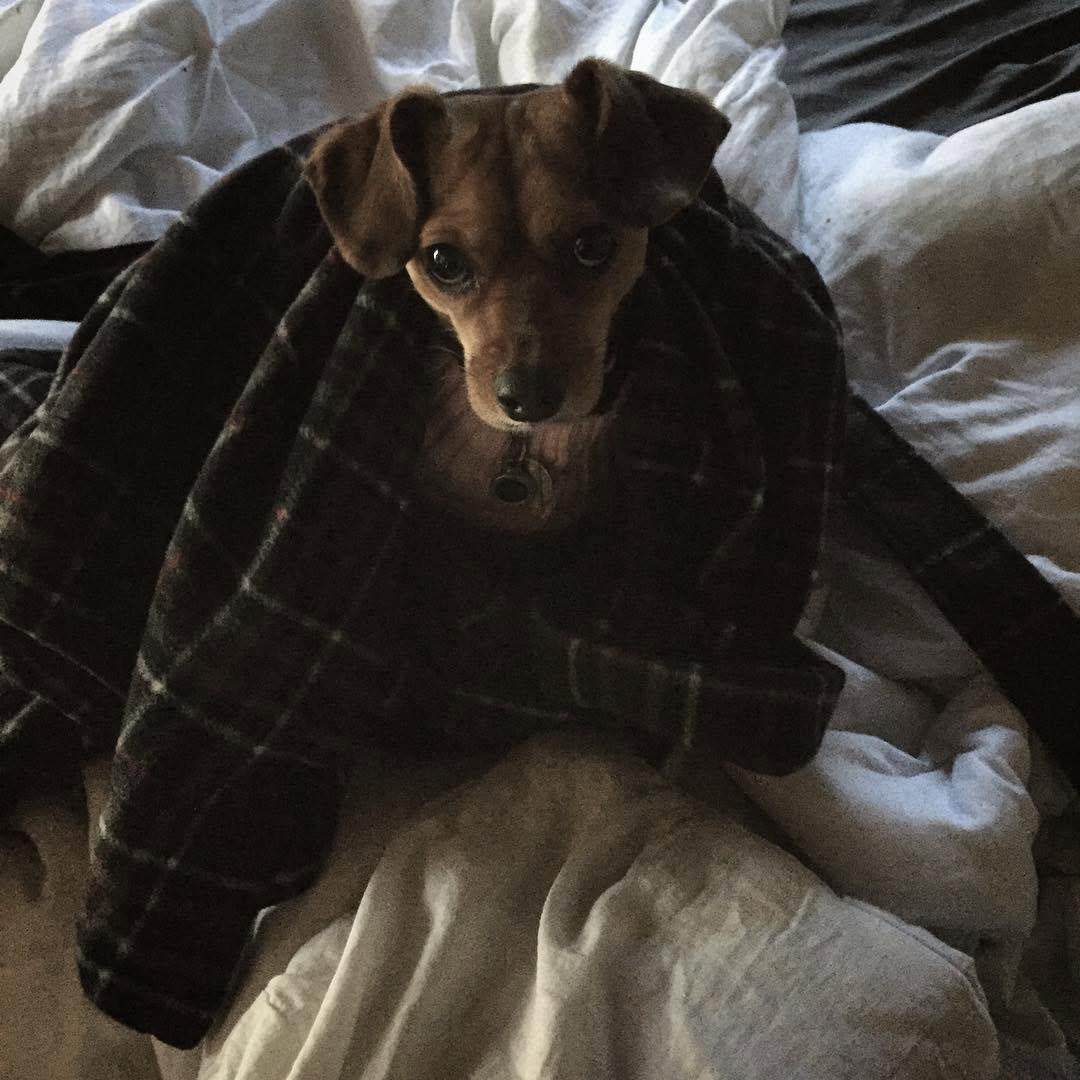 Animal