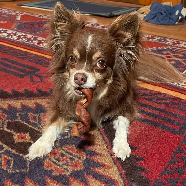 Animal