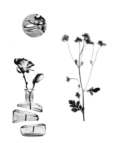 plantsnpokes