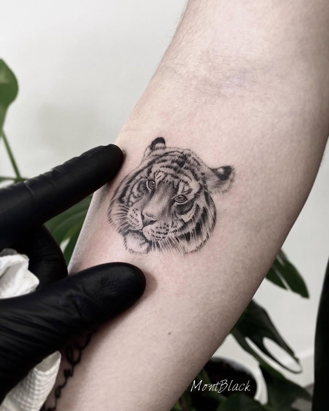 Tiger, 치타, 사자자리, 중국 호랑이