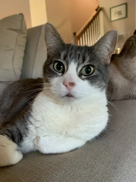 고양이, 반려동물