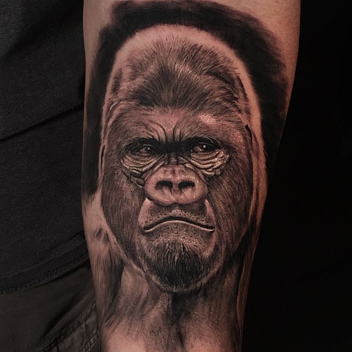 Tiger, Animal, 고릴라